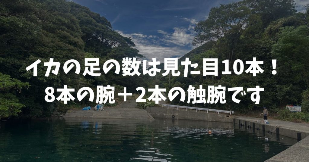 イカの足の数は何本?9本?10本?11本?いかの足の数え方と触腕の役割・タコとの違いも解説