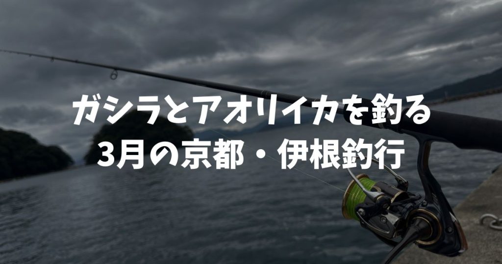 京都・伊根で家族で釣り。ガシラとアオリイカを釣る！3月釣行
