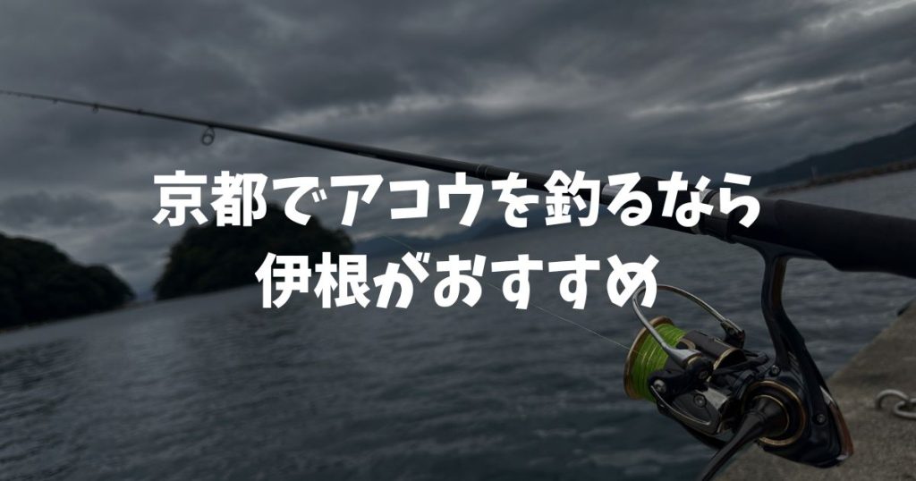 京都でアコウを釣るなら伊根！子どもでも簡単に釣れる、魅惑の釣り場をご紹介
