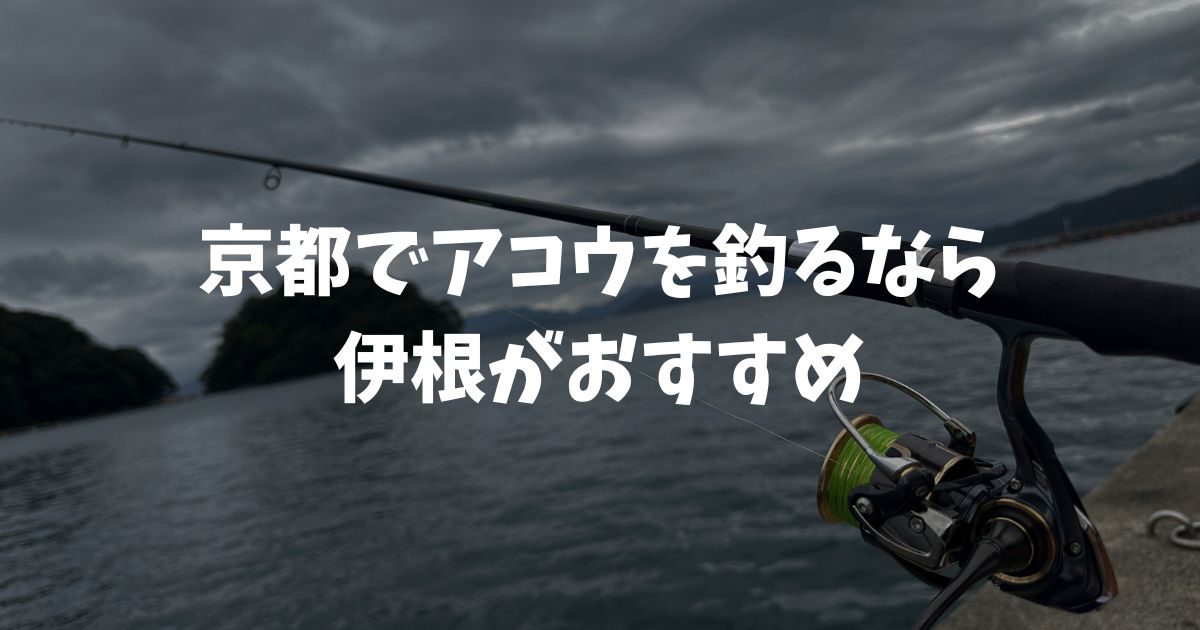 京都でアコウを釣るなら伊根！子どもでも簡単に釣れる、魅惑の釣り場をご紹介